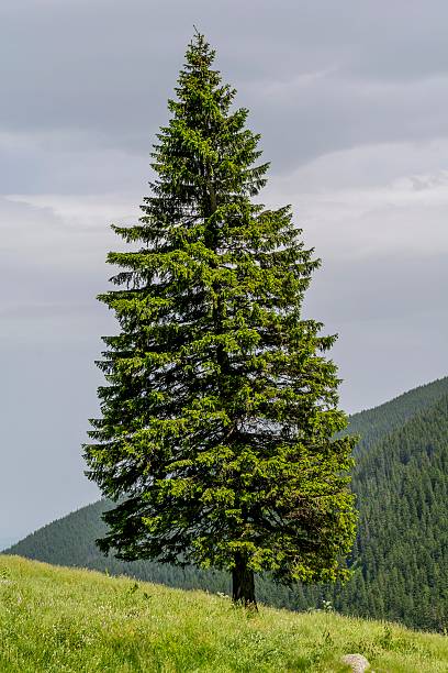 istock Lonely fir tree on the edge of slope 593318106