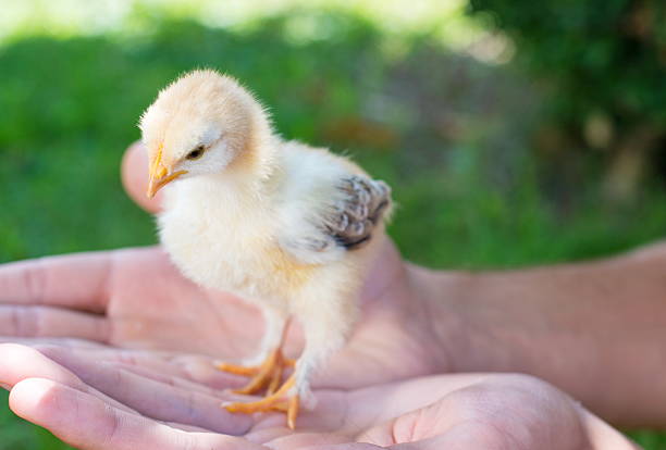 istock Baby chicken in persons hands 593318158