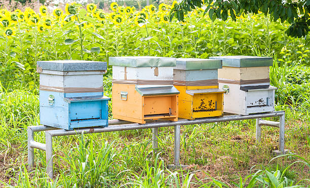 istock Honey bees swarming and flying around their beehive 593319342