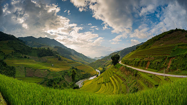 istock Rice fields on terraced in sunset at Vietnam 593319368