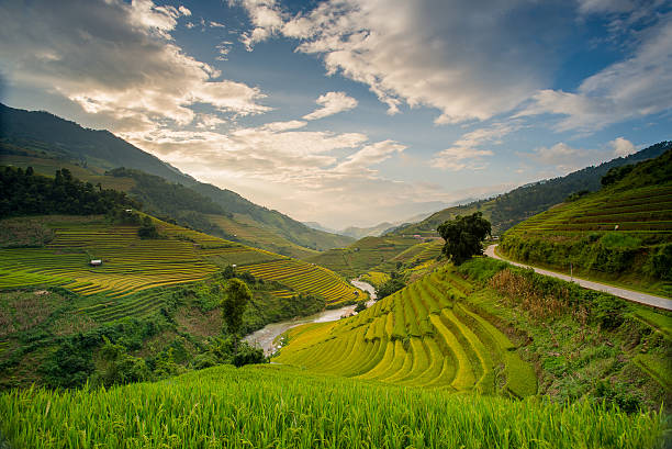 istock Rice fields on terraced in sunset at Vietnam 593319510