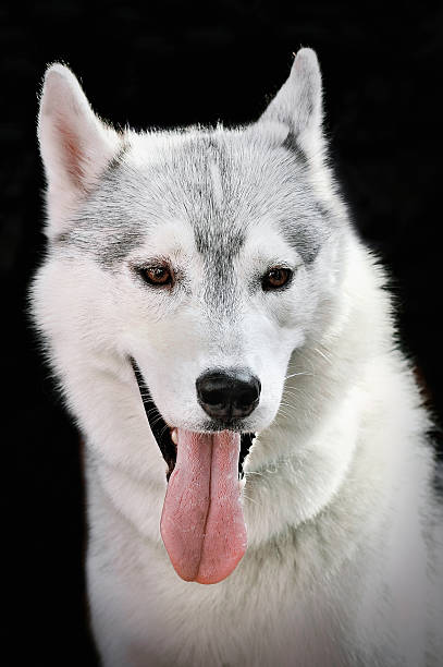 istock Adorable black and white husky on dark background. 593319910