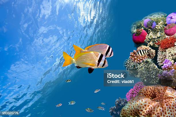 Doublebar Bream Stock Photo - Download Image Now - Animal, Dreamlike, Exploration