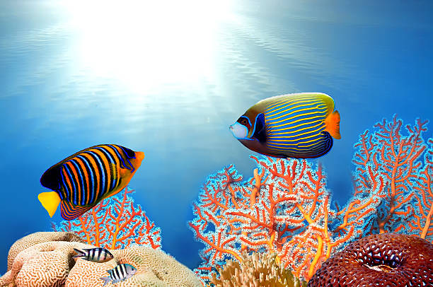 istock emperor angelfish (pomacanthus imperator) and Pygoplites diacant 593321072