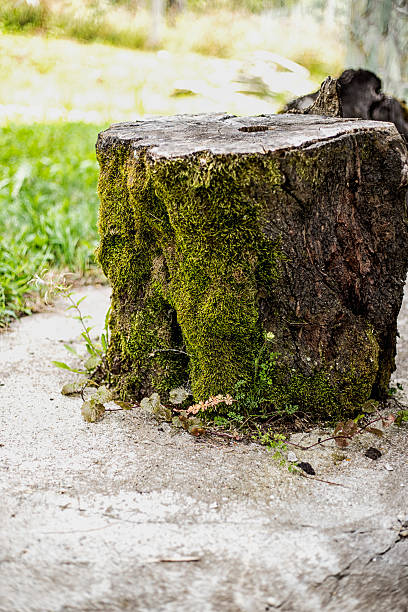 istock Portrait of a stump covered with moss 593322390