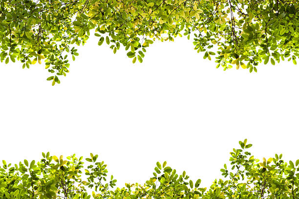 istock Beautiful Green leaves frame on white background. 593322532