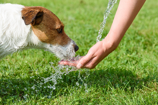 Jack Russell Terrier drinking water