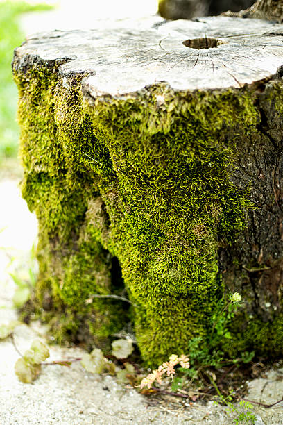 istock Portrait of a stump covered with moss 593322580