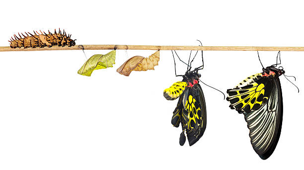 istock Isoalted life cycle of common birdwing butterfly 593322604