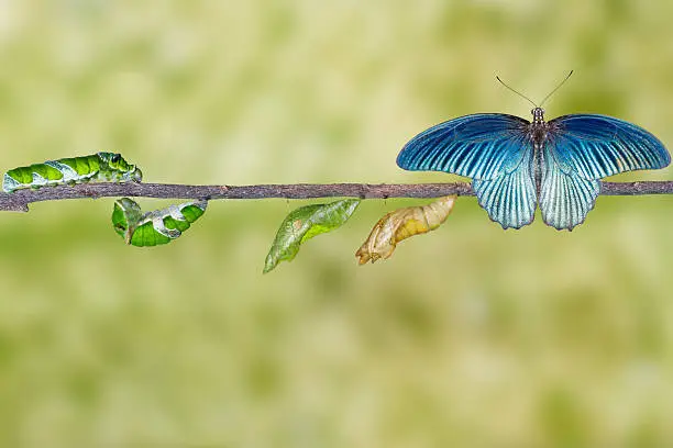 Photo of Life cycle of male great mormon butterfly from caterpillar