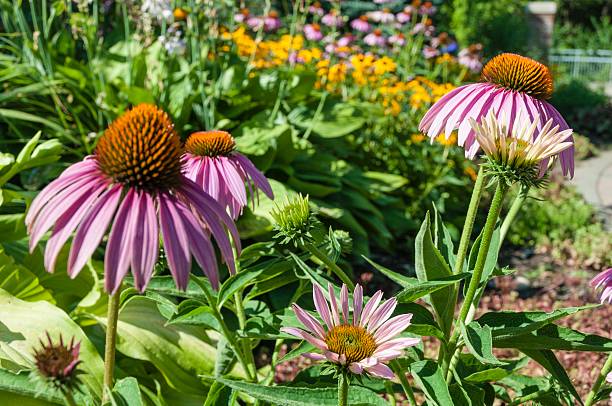 istock Echinacea Flowers in a Garden 593324344