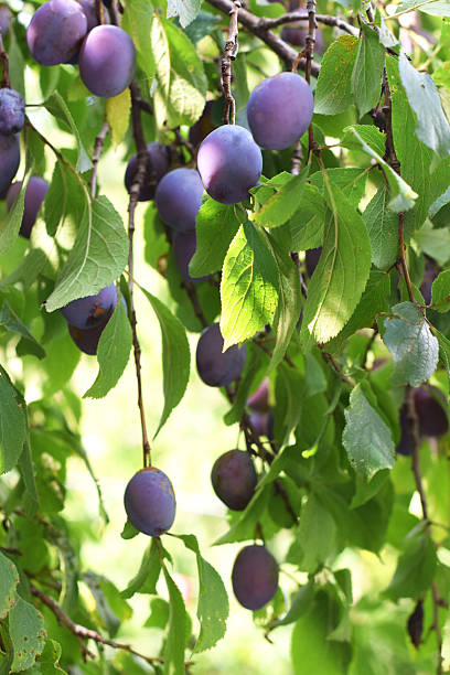 istock purple plums on a branch with leaves 593327144