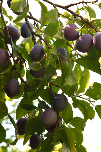 purple plums on a branch with leaves on the white sky background