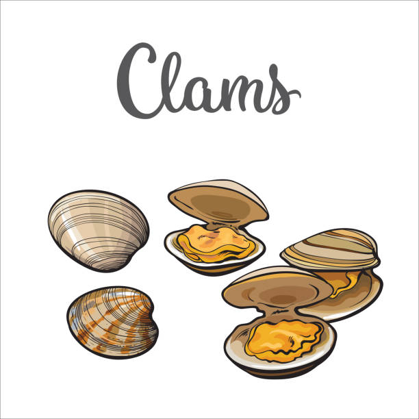 Raw clams isolated on white background Clams, mussels, seafood, sketch style vector illustration isolated on white background. Drawing of clams as a common seafood delicacy. Edible underwater mussels, healthy organic shellfish food clam animal stock illustrations