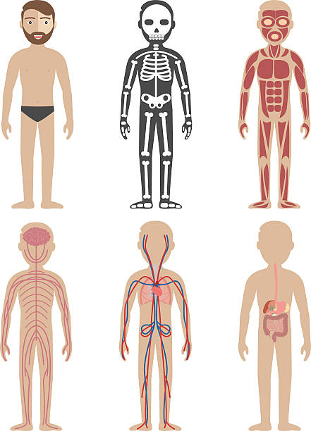 illustrations, cliparts, dessins animés et icônes de illustration des systèmes du corps humain - human muscle the human body anatomy body