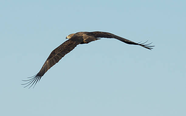 Brown Snake Eagle Brown Snake Eagle in flight, Namibia brown snake eagle stock pictures, royalty-free photos & images