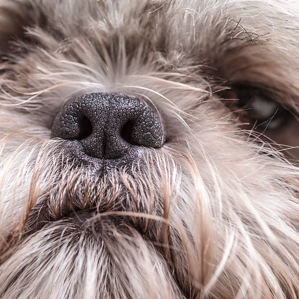 istock Hairy white cute dog face portrait 593329338