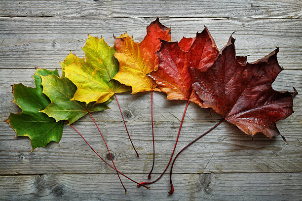 transition d’automne de la feuille d’érable - leaves changing photos et images de collection