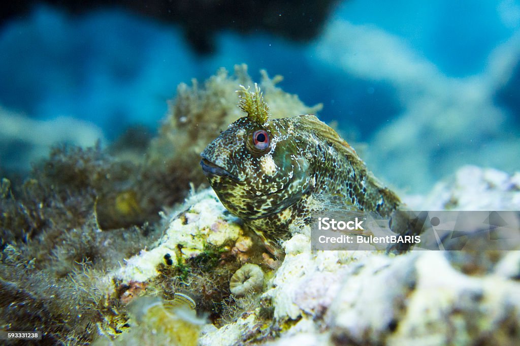 Blennius pavo, fish, underwater Perciformes Blennidae, Blennius pavo, underwater, fish Accessibility Stock Photo