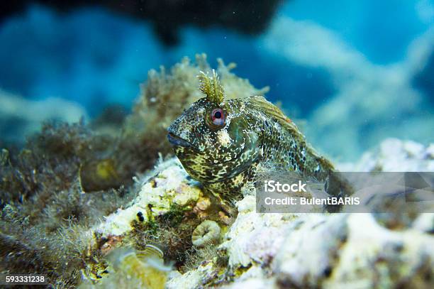 Blennius Pavo Fish Underwater Stock Photo - Download Image Now - Accessibility, Accidents and Disasters, Blue