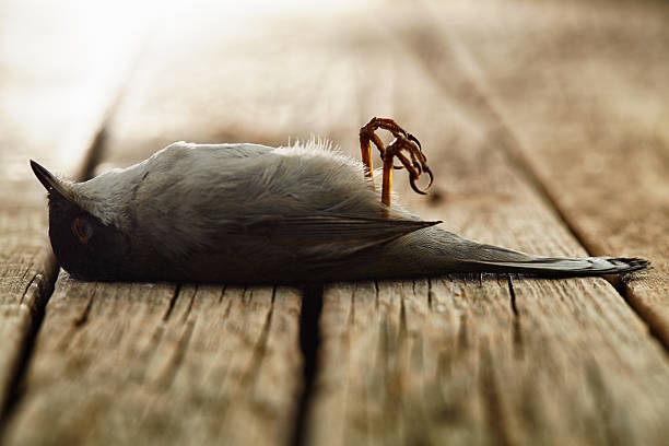 sparrow lies dead on a wooden surface - house sparrow stockfoto's en -beelden