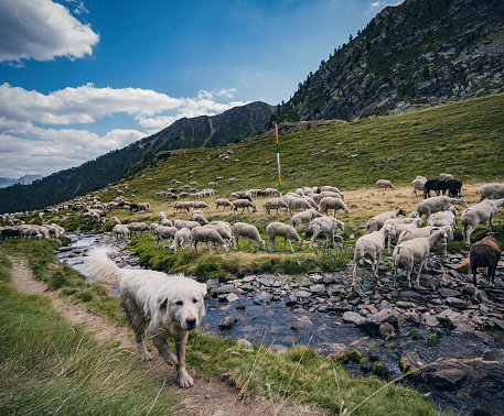 A sheepdog is herding a group of sheep in the catalan section of the Pyrenees at 2000 meters near Tavascan Lleida Spain