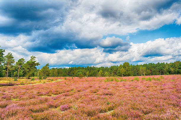 istock Heathland with flowering common heather, natural background 593332310