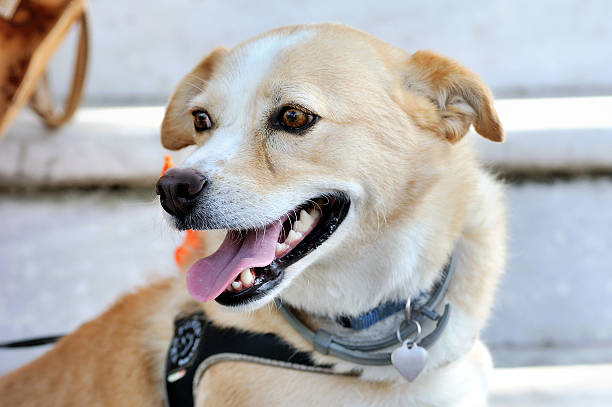 istock clever and funny dog 593333262