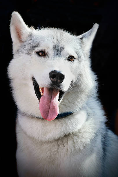 istock healthy young husky on dark background 593333592