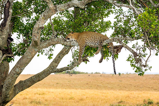 istock Leopard sleeping full stomach with yellow balls 593333852