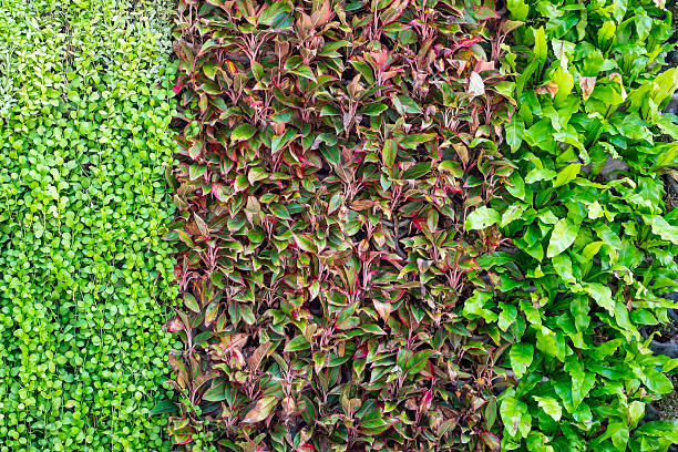 istock Three kinds of plant on wall as background 593334628