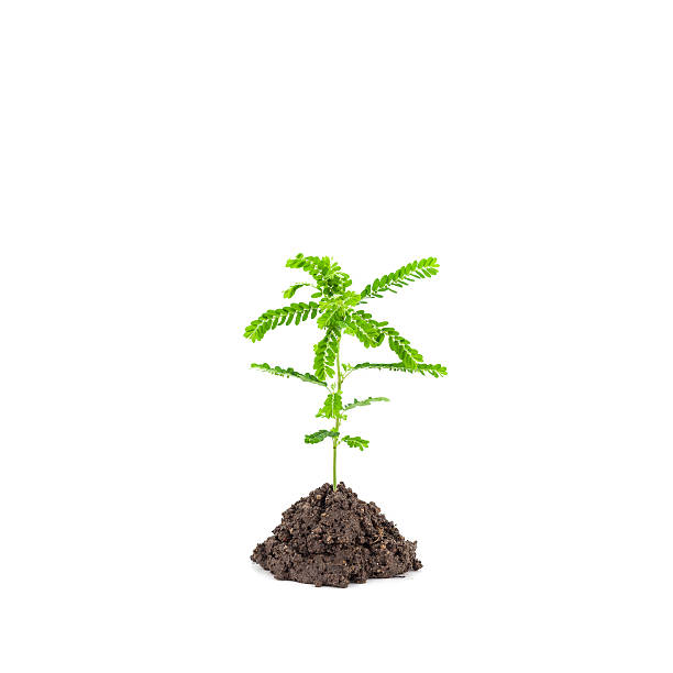istock Small young green plant on white background, 593334682