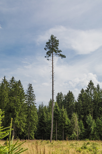 a coniferous forest with a tall tree near the forest