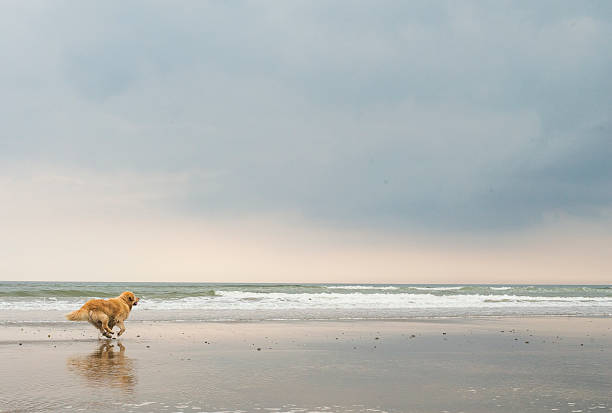 Golden retriever at the beach stock photo