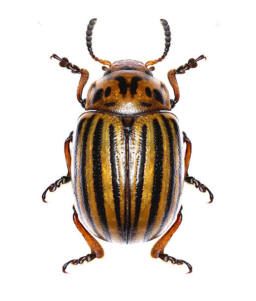 istock Potato beetle on white Background  -  Leptinotarsa decemlineata (Say 1824) 593336404