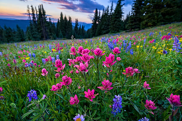 日没時のマウンテンメドウのワイルドフラワーズ - colorful colorado ストックフォトと画像