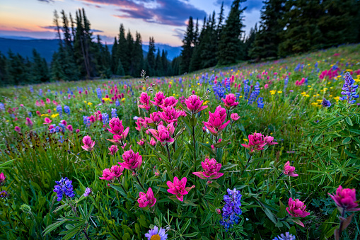 Wildflowers in Mountain Meadow at Sunset - Scenic landscape in high mountain meadow with mountain vista at sunset with warm light. Colorado, USA.