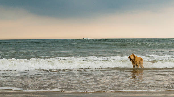 istock Golden retriever at the beach 593338682