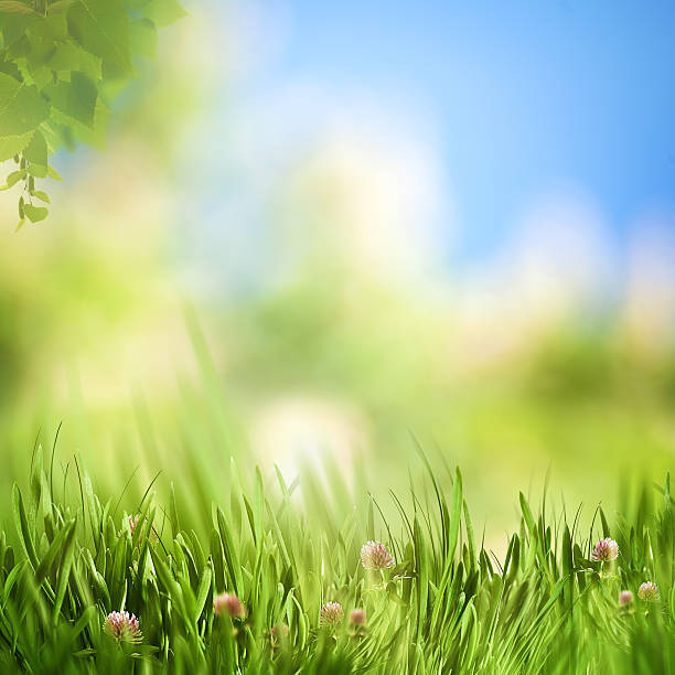 istock dreamy afternoon on the meadow 593338828