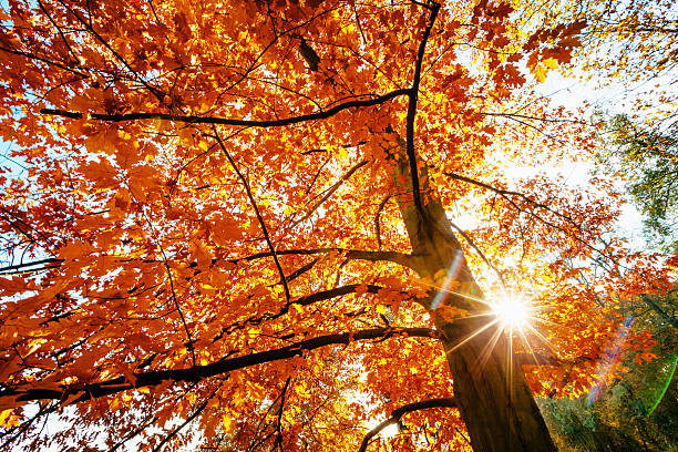 istock Sun Shining In Autumn Park 593339304