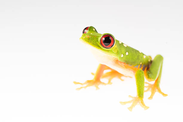 Red Eye Frog 6 stock photo