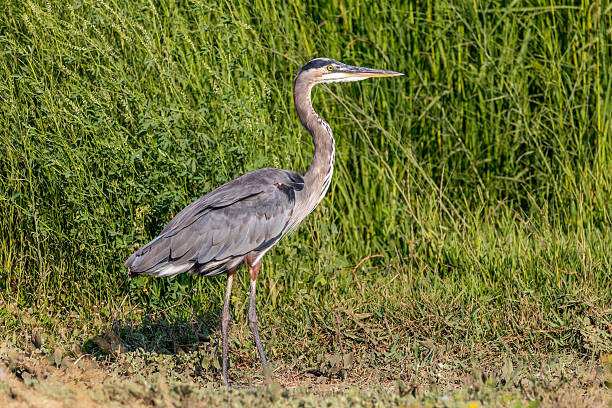 istock Grey Heron at Yolo bypass Wildlife Area 593341524