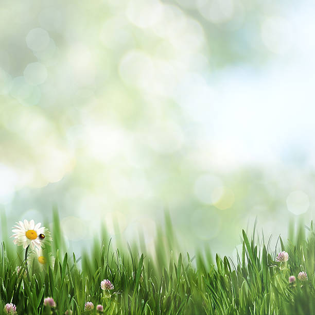istock Beautiful natural backgrounds with green grass and copy space fo 594011592