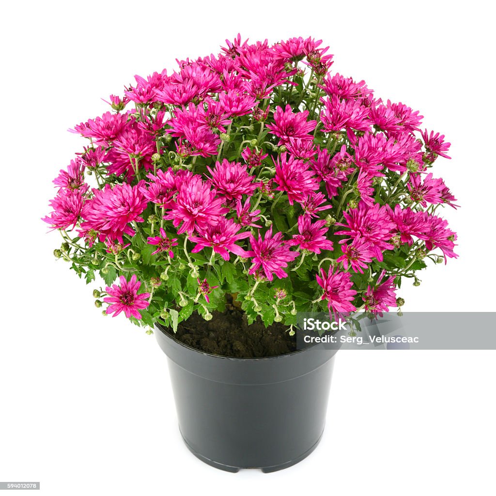 blooming chrysanthemum in flowerpot blooming chrysanthemum in flowerpot isolated on white Chrysanthemum Stock Photo