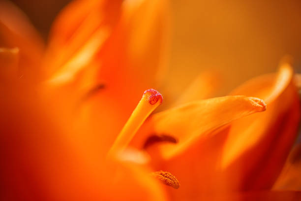 istock Extreme close up, abstract composition orange asiatic lily flower 594012898