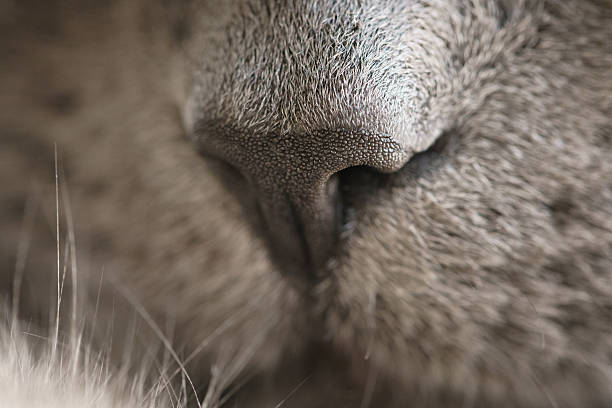 istock gray cat nose close up photo 594013352