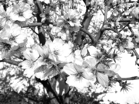 The magnificent blossoms of an almond tree in full bloom. Springtime in black and white.