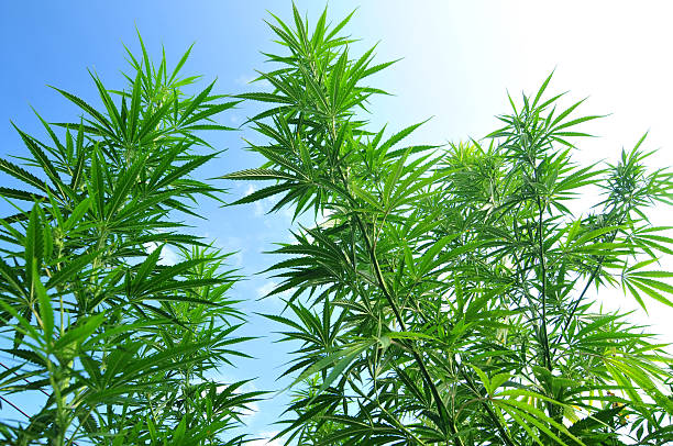 istock Cannabis plant with blue sky in the background 594013718