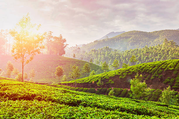 istock Green tea plantations in Munnar, Kerala, India 594013914
