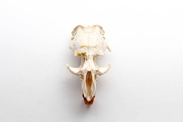 istock The skull of a rodent 594014108